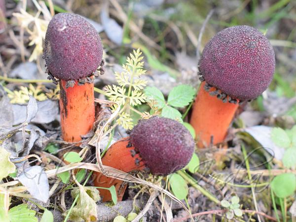 Alpine Balanophora